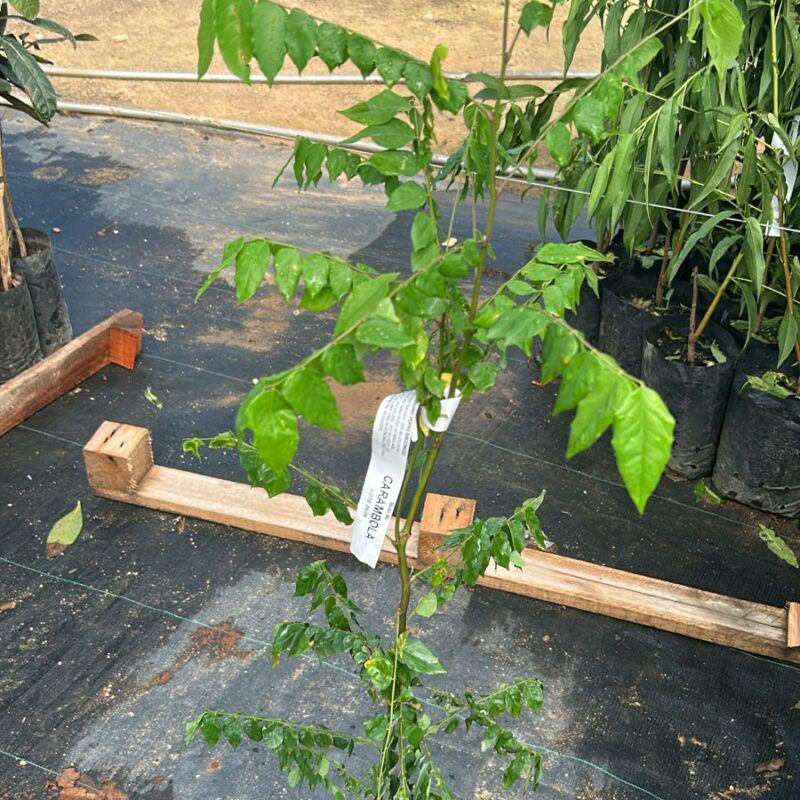 CARAMBOLA