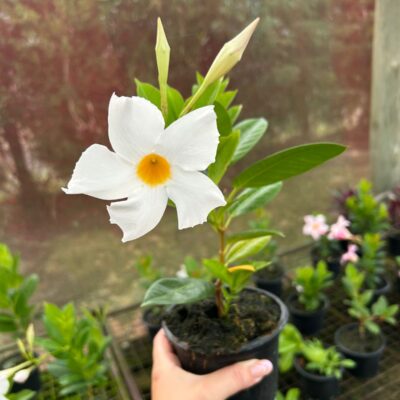 DIPLADENIA BRANCA VASO
