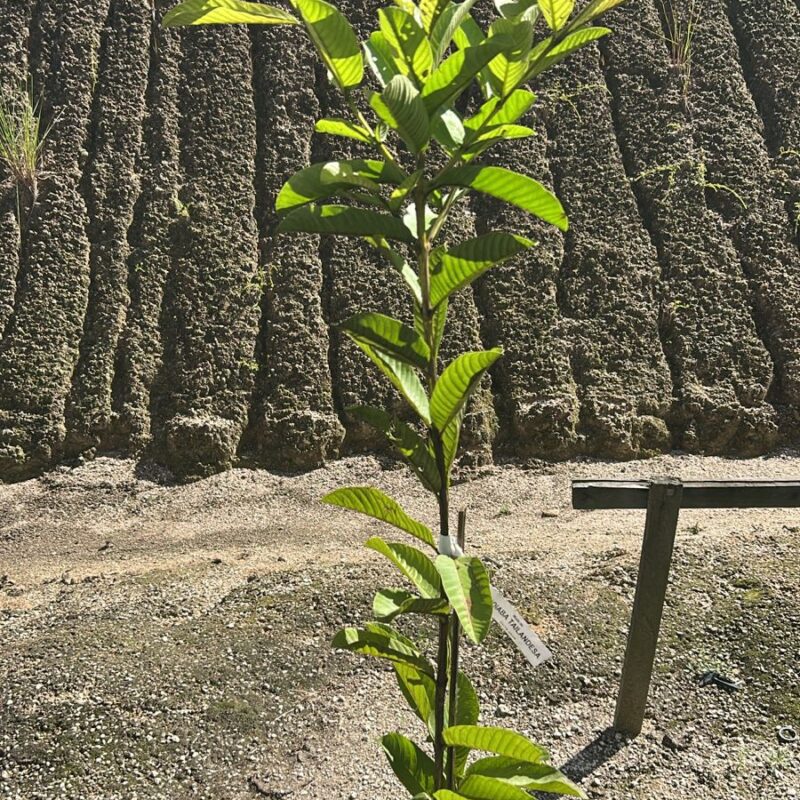GOIABA TAILANDESA
