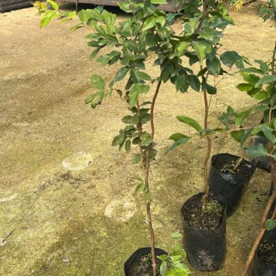 JABUTICABA PEQUENA