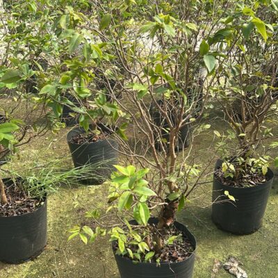 JABUTICABA GRANDE