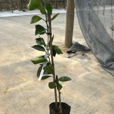 LARANJA AÇUCAR