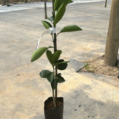 LARANJA BAHIA MONTE PARNASO (UMBIGO)