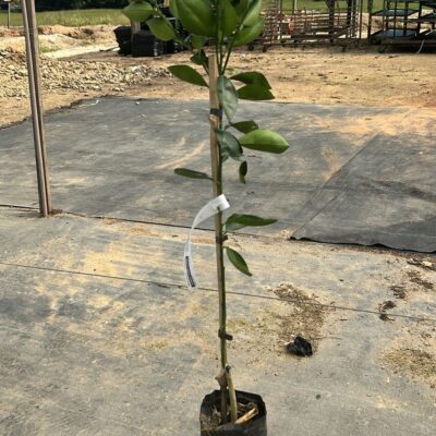 LARANJA BAHIA (UMBIGO)