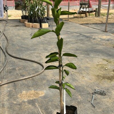 LARANJA FOLHA MURCHA