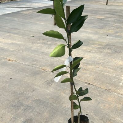 LARANJA IAPAR 73 (PRECOCE)