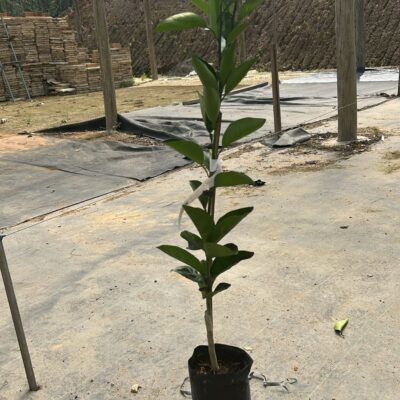LARANJA PÊRA