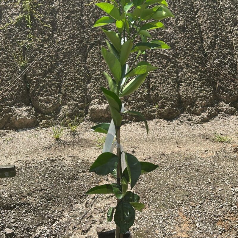 LARANJA RUBI (PRECOCE)