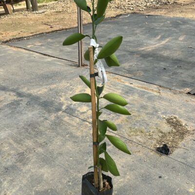 LARANJA SANGUINEA
