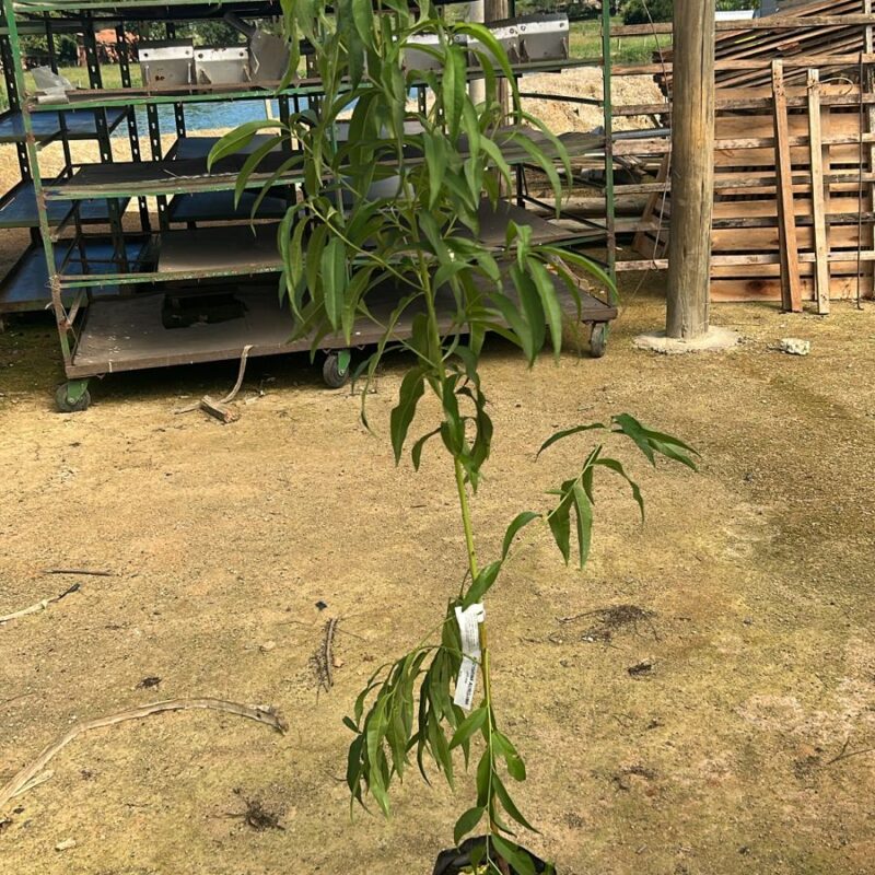 NECTARINA AUROGIMA