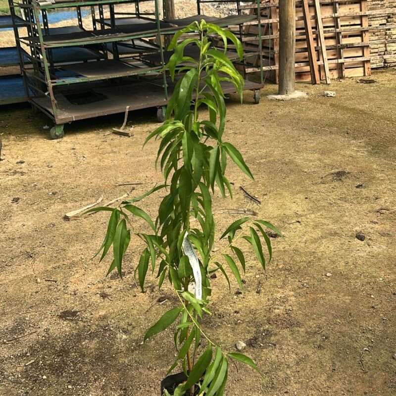 NECTARINA NINA