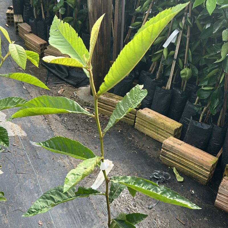 NESPERA COMUM
