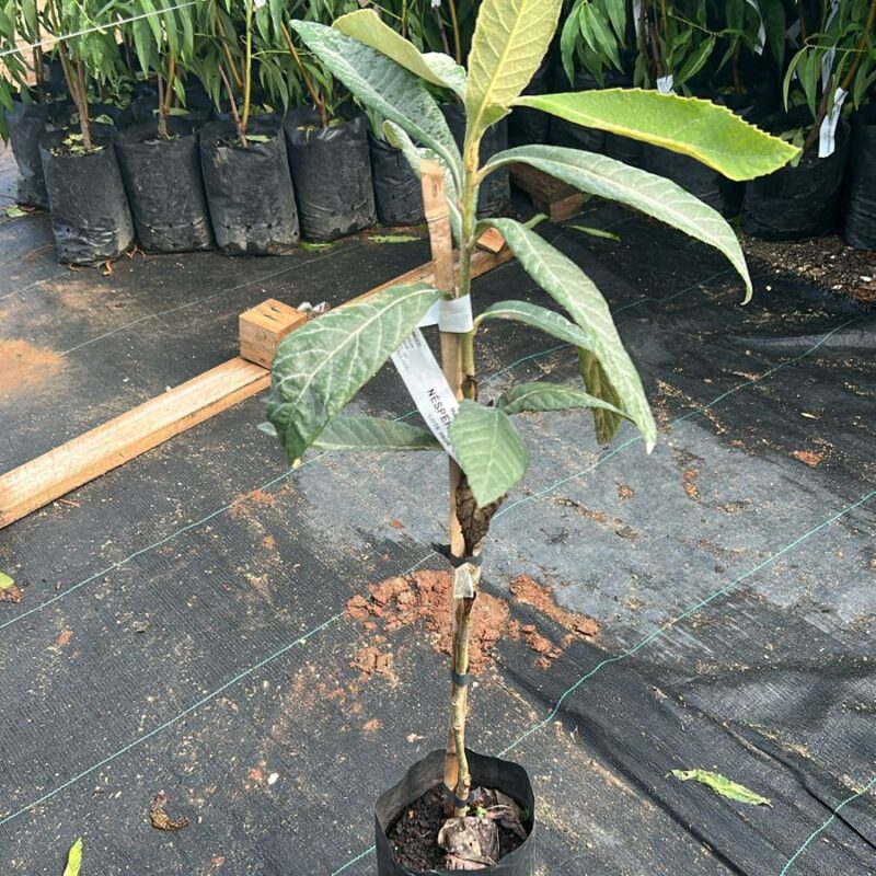 NESPERA ENXERTADA