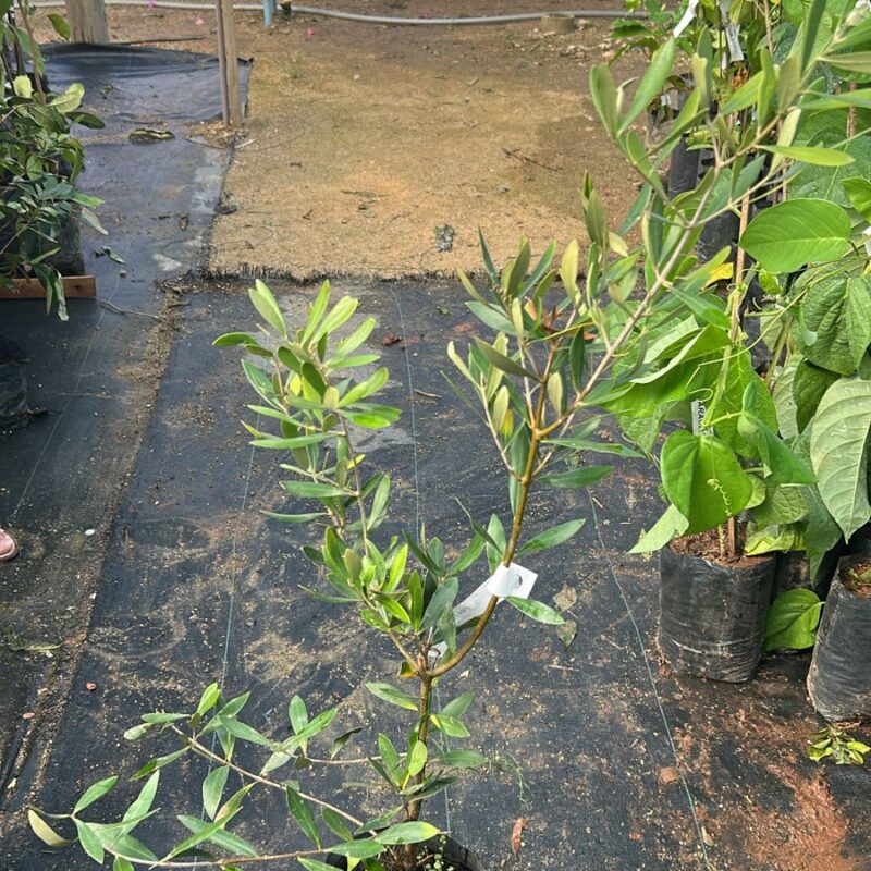 OLIVEIRA