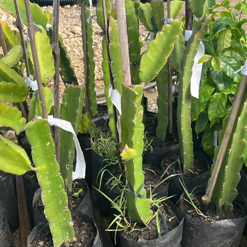 PITAYA
